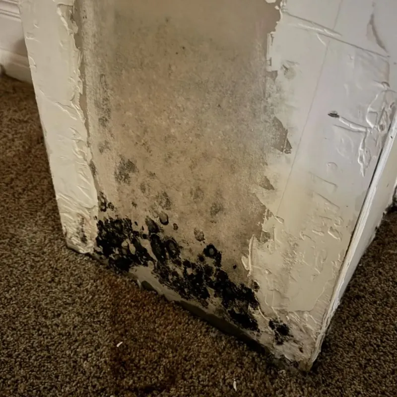 Professional Mold Removal in Schererville, IN